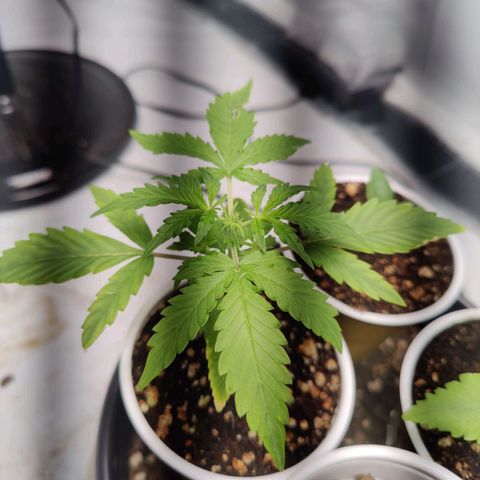 Badazz OG Cheese growlog photo: topped today