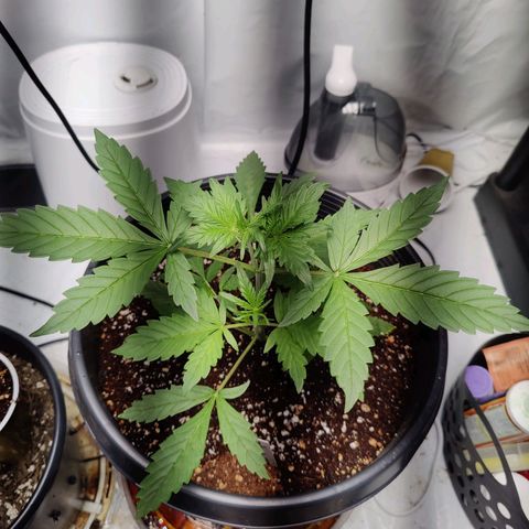 Alaskan Purple Auto growlog timeline photo