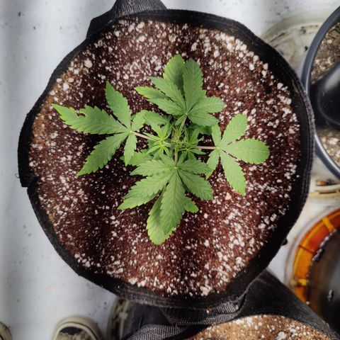 Badazz OG Cheese growlog photo: transplanted today