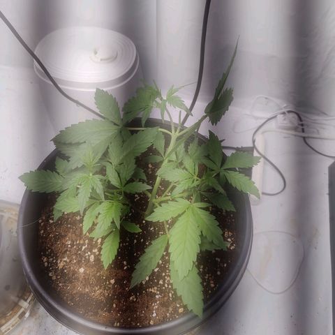 Alaskan Purple Auto growlog photo: accidentally chopped off a top with garden wire today trying to LST. fml