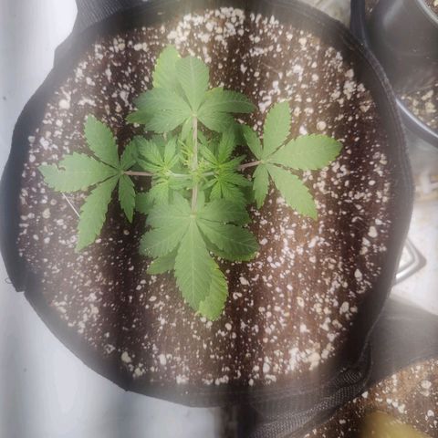 Badazz OG Cheese growlog timeline photo