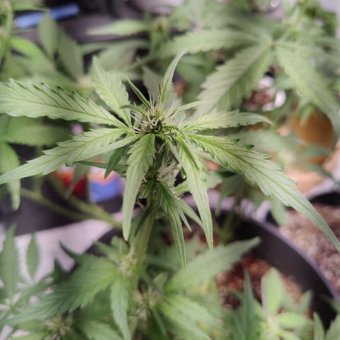 Alaskan Purple Auto growlog timeline photo