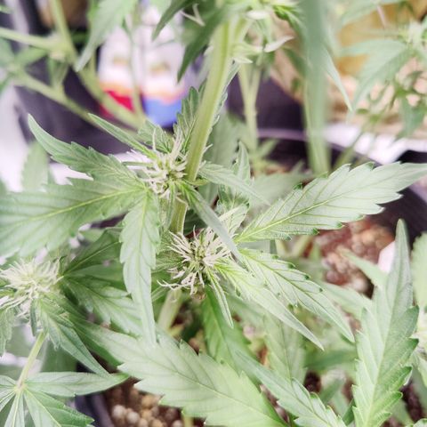 Alaskan Purple Auto growlog timeline photo