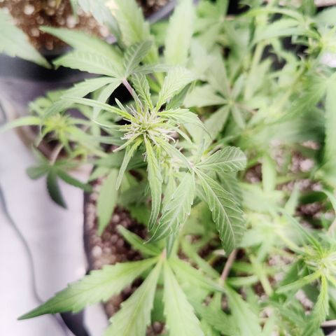 Badazz OG Cheese growlog timeline photo