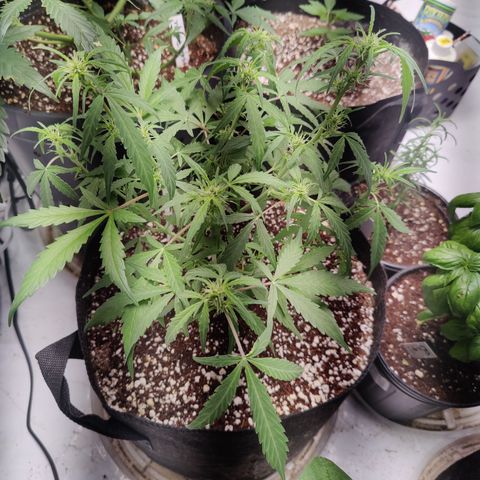Badazz OG Cheese growlog timeline photo
