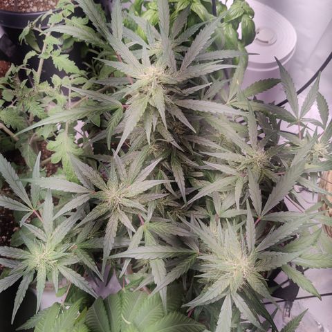 Badazz OG Cheese growlog timeline photo