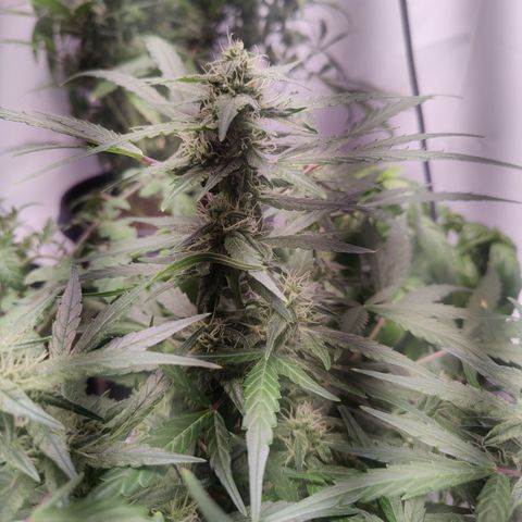 Badazz OG Cheese growlog timeline photo