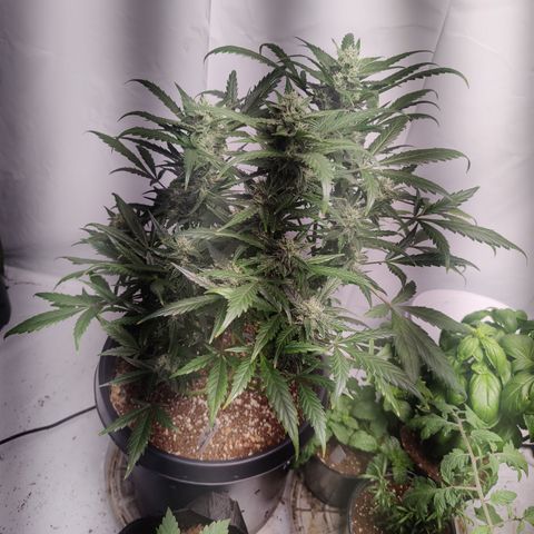 Alaskan Purple Auto growlog timeline photo