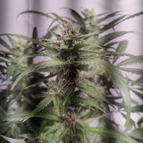 Alaskan Purple Auto growlog timeline photo