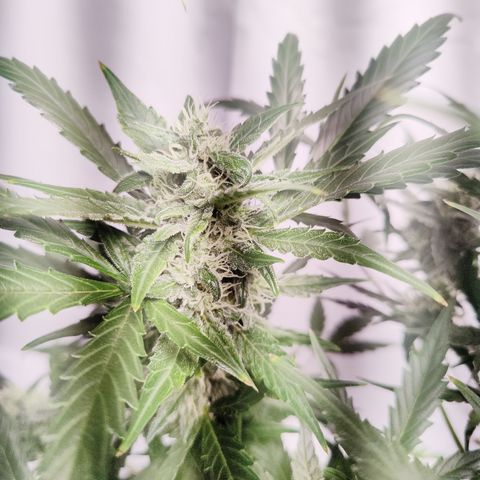 Alaskan Purple Auto growlog timeline photo