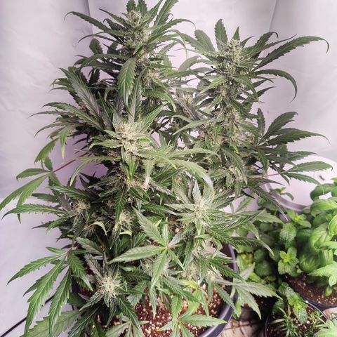 Alaskan Purple Auto growlog timeline photo