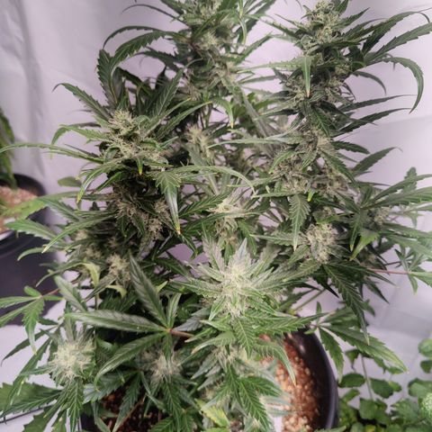 Alaskan Purple Auto growlog timeline photo