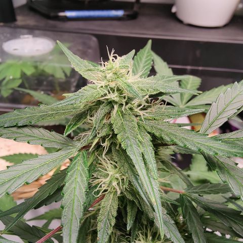 Badazz OG Cheese growlog timeline photo