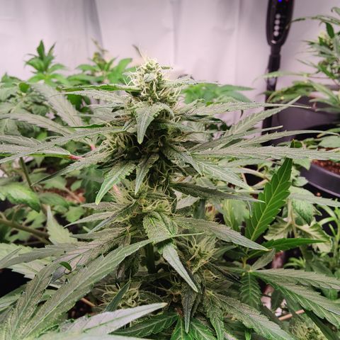 Badazz OG Cheese growlog timeline photo