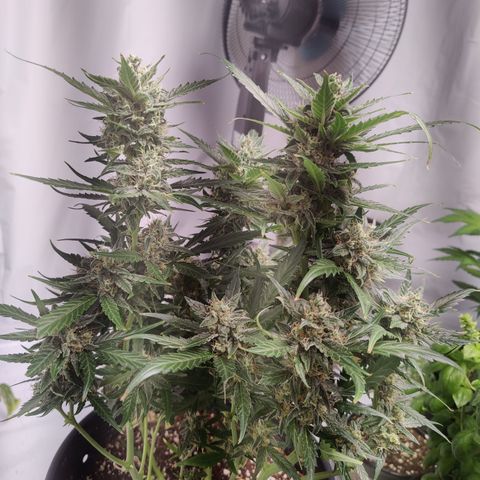 Alaskan Purple Auto growlog timeline photo