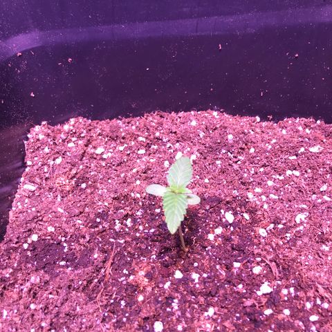 May growlog timeline photo