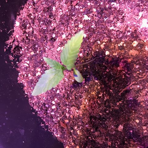 May growlog timeline photo