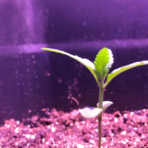May growlog timeline photo