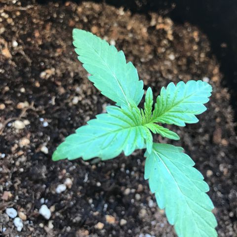 May growlog timeline photo