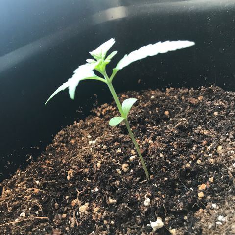 May growlog timeline photo