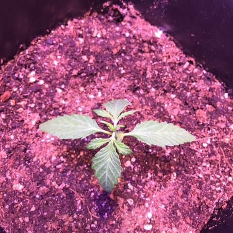 May growlog timeline photo