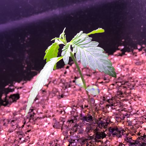 May growlog timeline photo