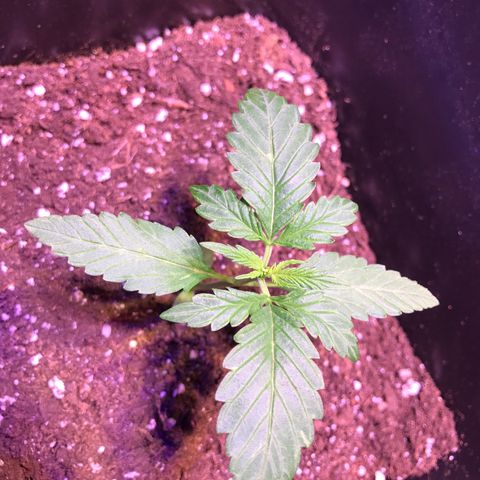 May growlog timeline photo