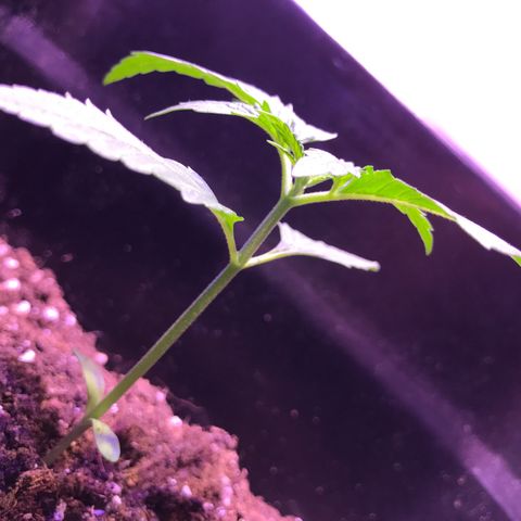 May growlog timeline photo