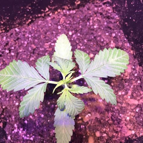 May growlog timeline photo