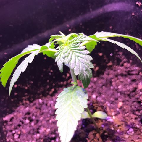May growlog timeline photo