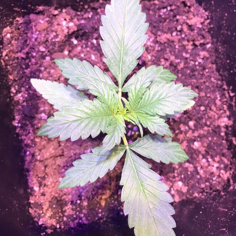 May growlog photo: 13cm