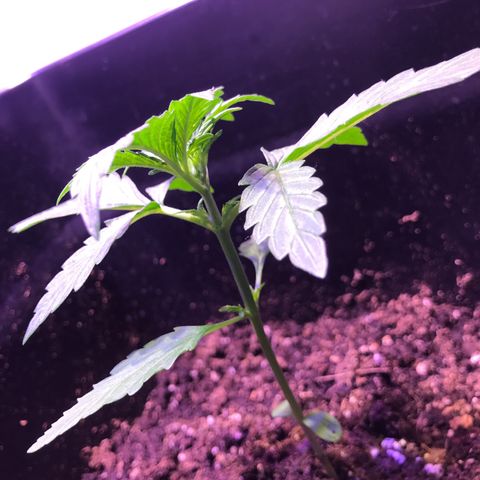 May growlog photo: 13cm