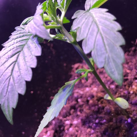 May growlog timeline photo