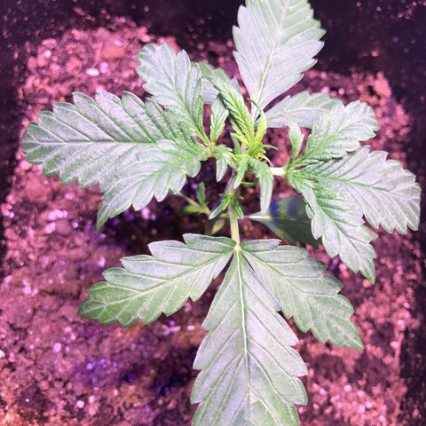 May growlog timeline photo