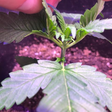 May growlog timeline photo