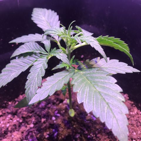 May growlog photo: 14,3 cm