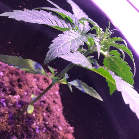 May growlog photo: 14,3 cm