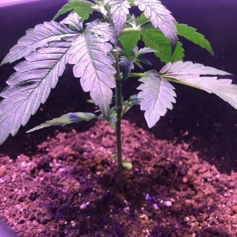 May growlog timeline photo