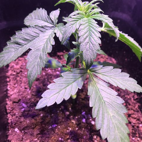 May growlog timeline photo