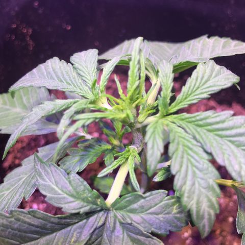 May growlog timeline photo
