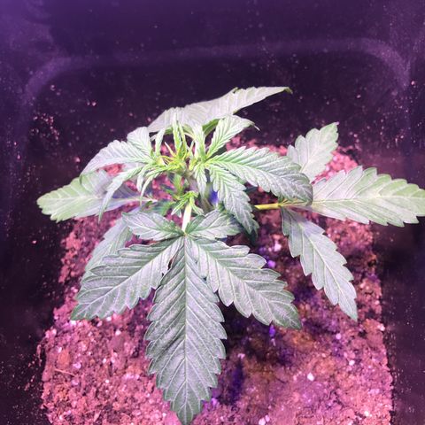 May growlog timeline photo