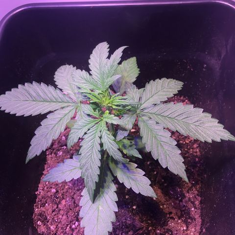 May growlog timeline photo