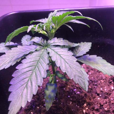 May growlog timeline photo