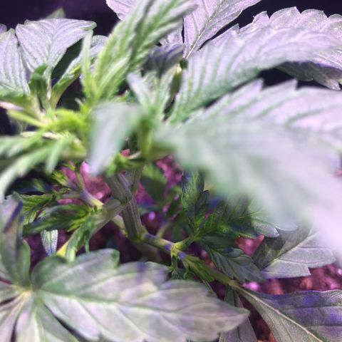 May growlog timeline photo