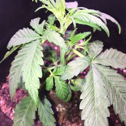May growlog timeline photo