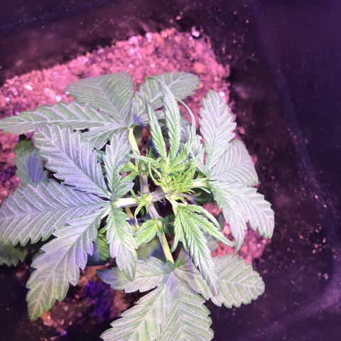 May growlog timeline photo