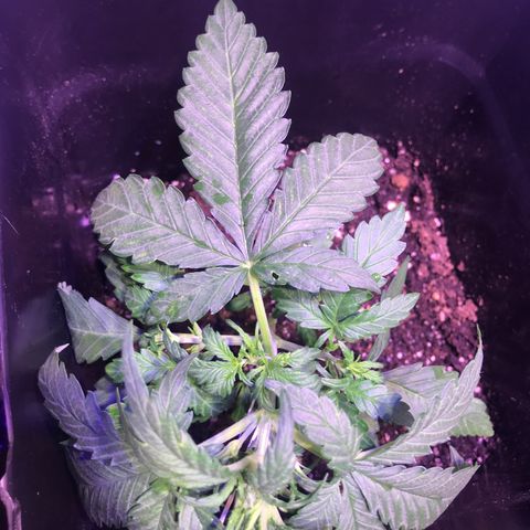 May growlog timeline photo