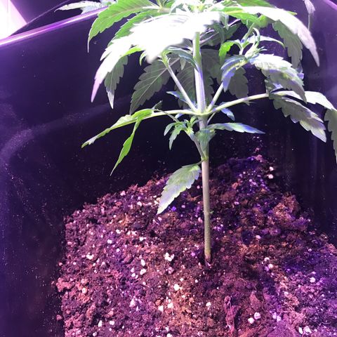 May growlog timeline photo