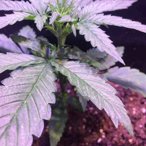 May growlog timeline photo