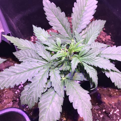 May growlog timeline photo